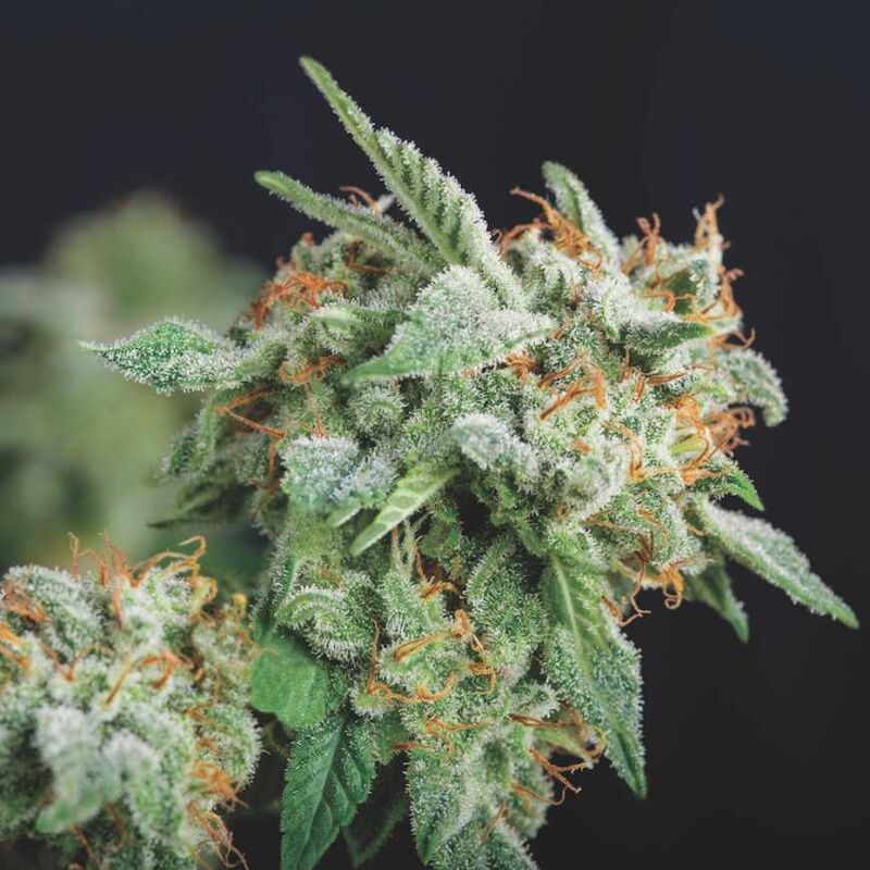 Northern Lights x Runtz, Фасовка: 5